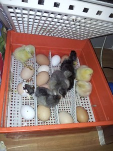 Hen Eggs in the Incubator