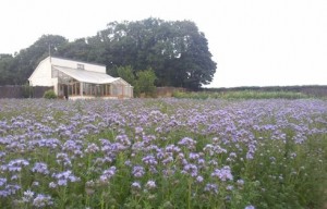 green manure Phacelia