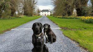 Discover Scenic Driving Routes in County Kilkenny, Ireland
