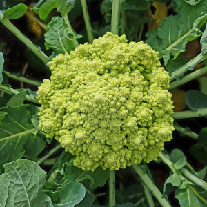 Romanesco