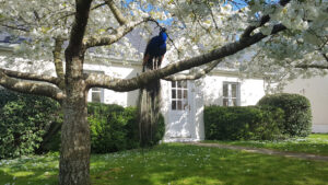 Experience the Magic of Cherry Blossom Season at Croan Cottages