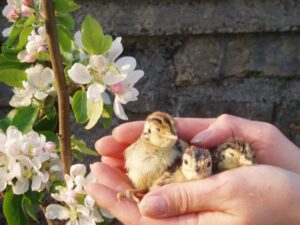 Celebrate the Easter Holidays with a Family Stay at Croan Cottages