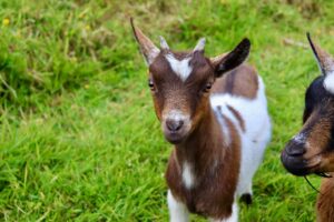 New Residents at Croan Cottages