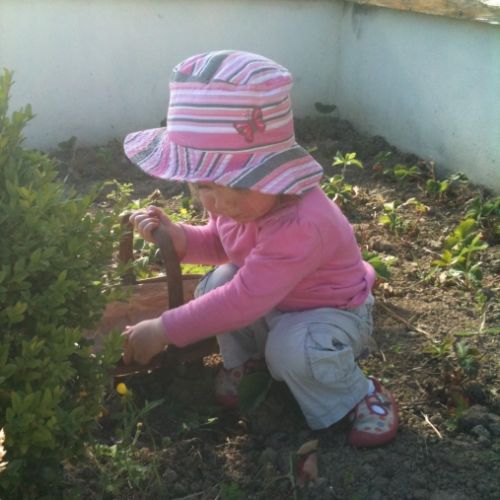 Picking Strawberries