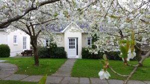 Elm with blossom 