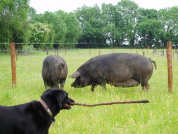 Bella our dog loves to play with guests at Croan cottages