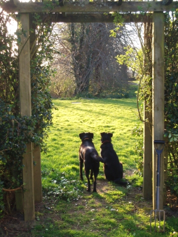 dog friendly cottages in ireland