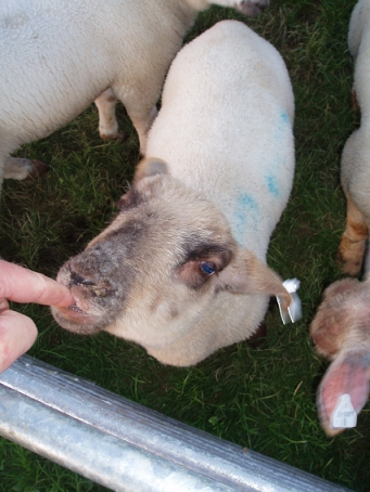 young lamb born in April 08