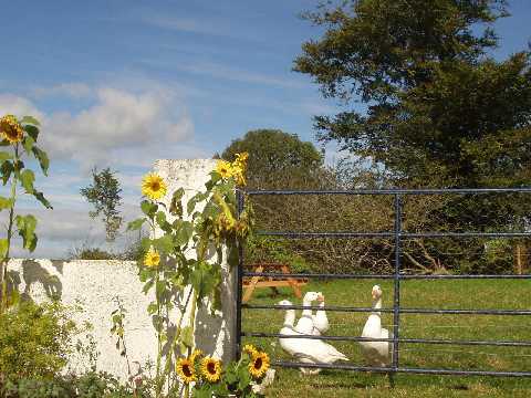 The geese and sunflowers that live at Croan Cottages