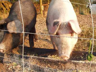 Large Black Pig and Saddleback Pigs live an organic life at Croan Cottages